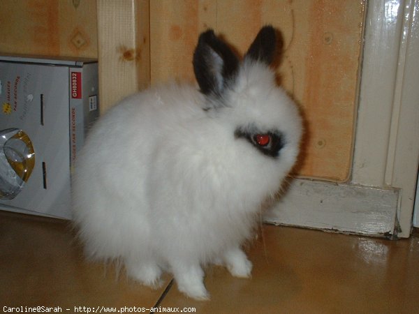 Photo de Lapin