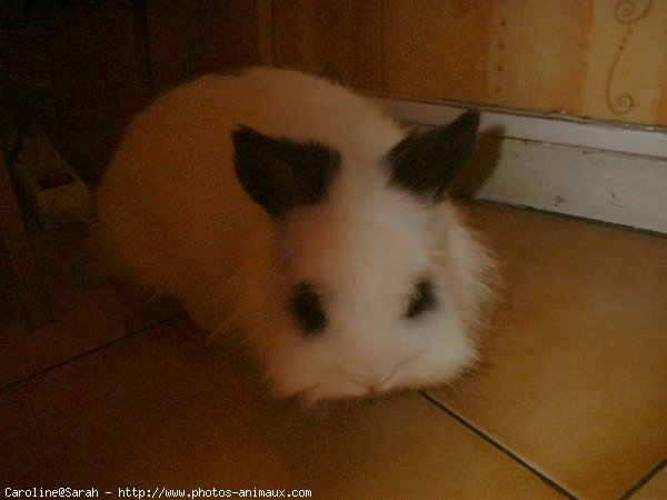 Photo de Lapin