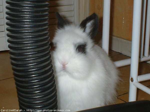 Photo de Lapin