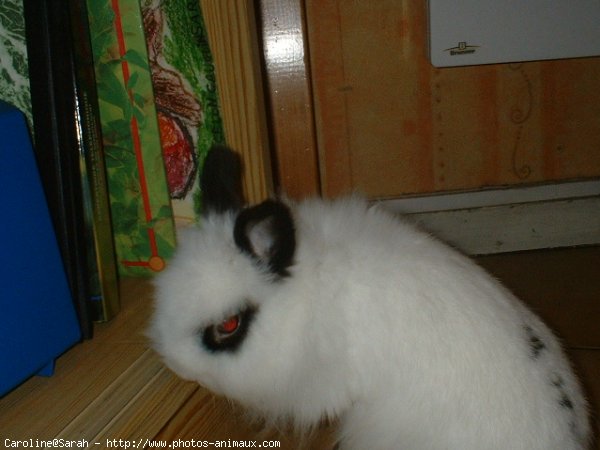 Photo de Lapin