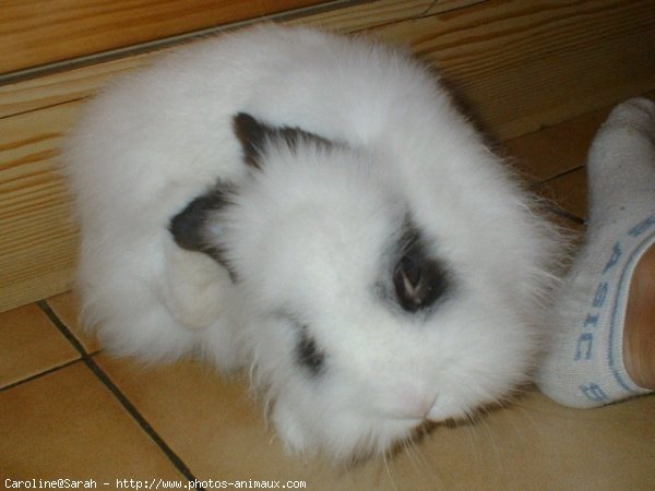 Photo de Lapin