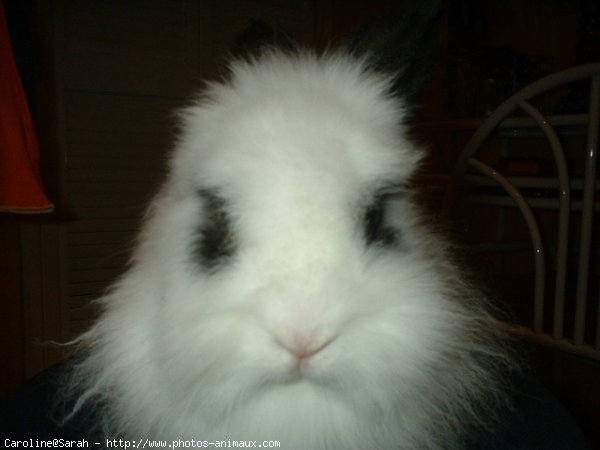 Photo de Lapin