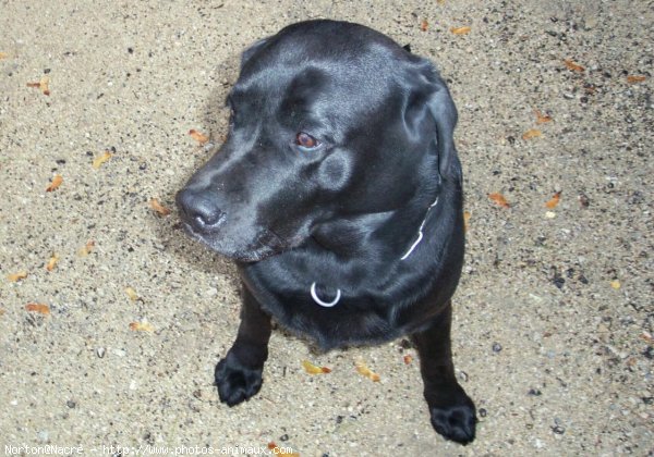 Photo de Labrador retriever