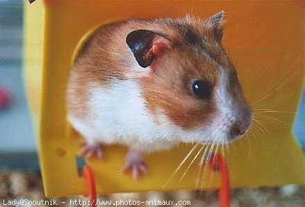 Photo de Hamster