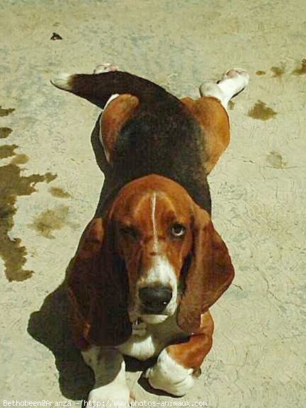 Photo de Basset hound