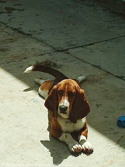 Photo de Basset hound