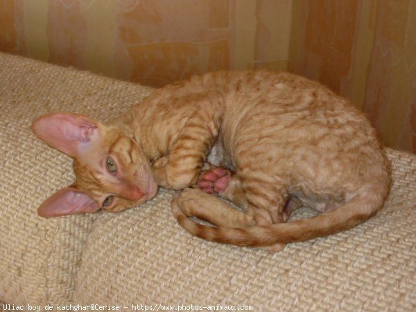 Photo de Cornish rex