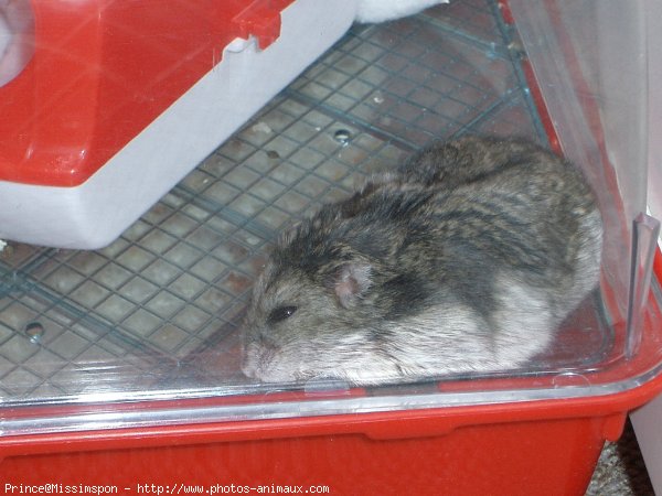 Photo de Hamster