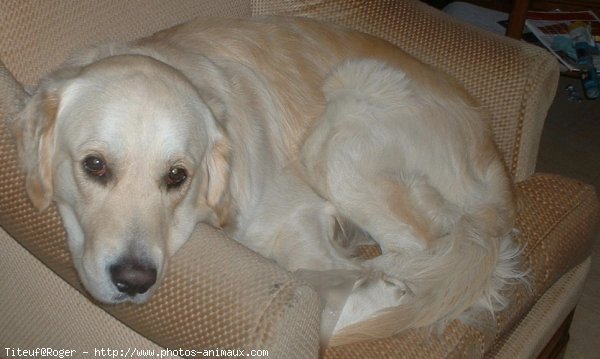 Photo de Golden retriever