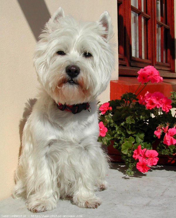 Photo de West highland white terrier