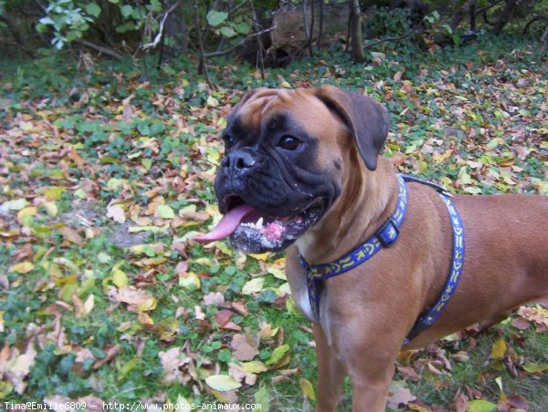 Photo de Boxer