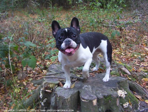 Photo de Bouledogue franais