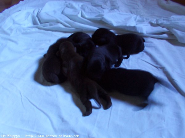 Photo de Labrador retriever