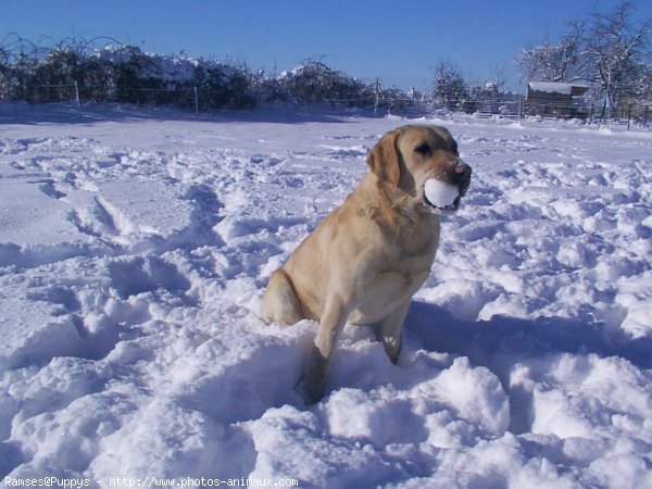 Photo de Labrador retriever