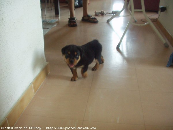 Photo de Rottweiler