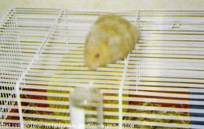 Photo de Hamster