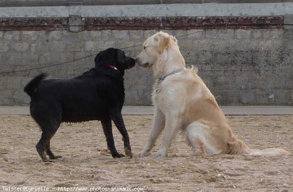 Photo de Golden retriever