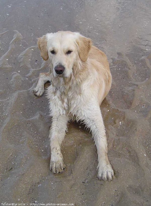 Photo de Golden retriever