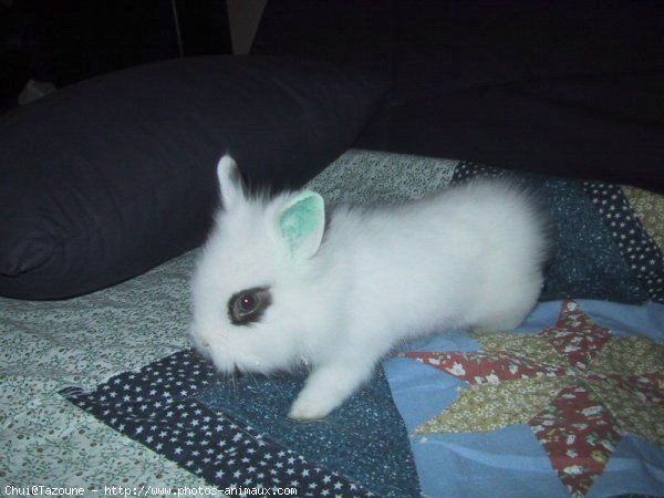 Photo de Lapin