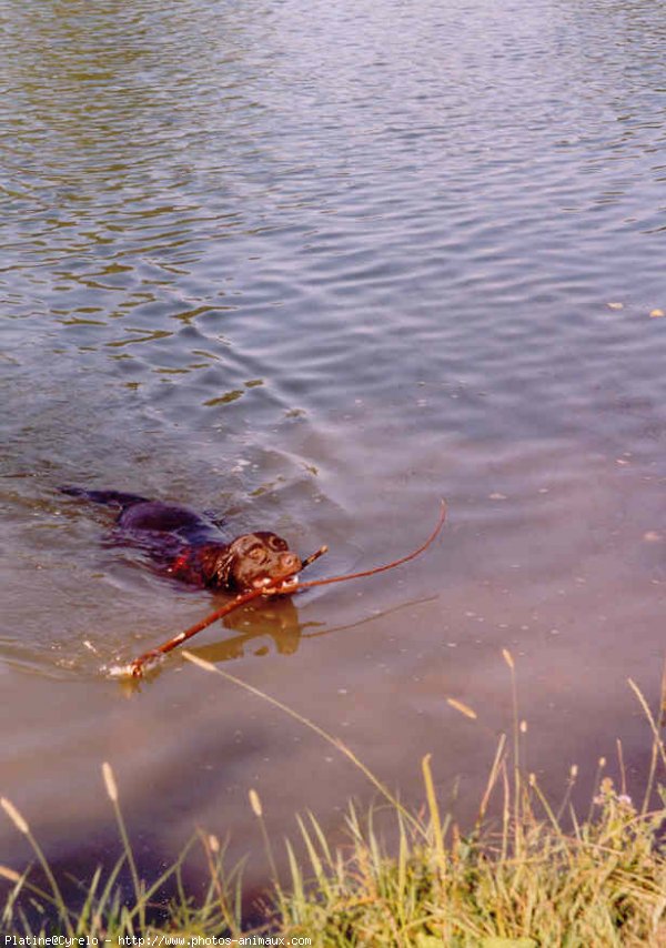 Photo de Labrador retriever