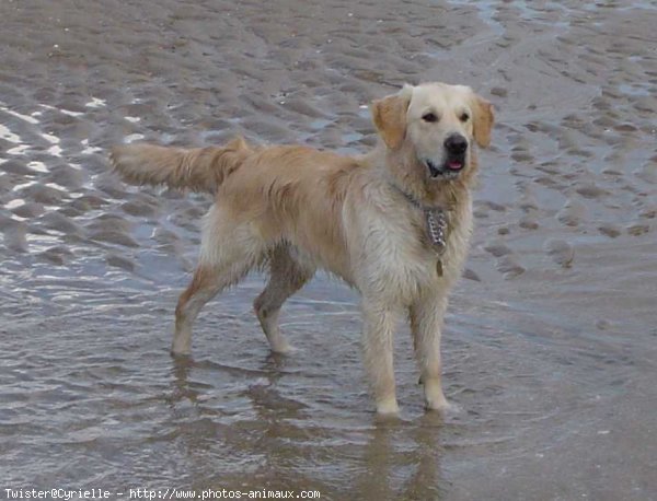 Photo de Golden retriever