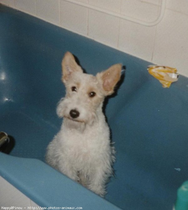 Photo de Fox terrier  poil dur