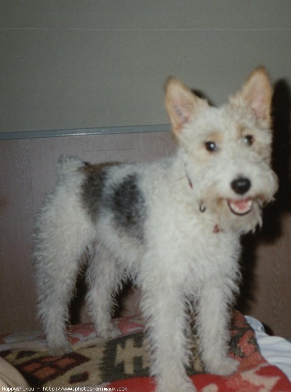 Photo de Fox terrier  poil dur