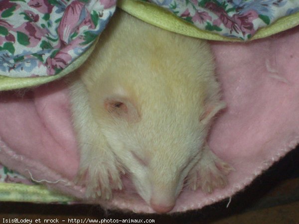 Photo de Furet