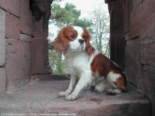 Photo de Cavalier king charles spaniel