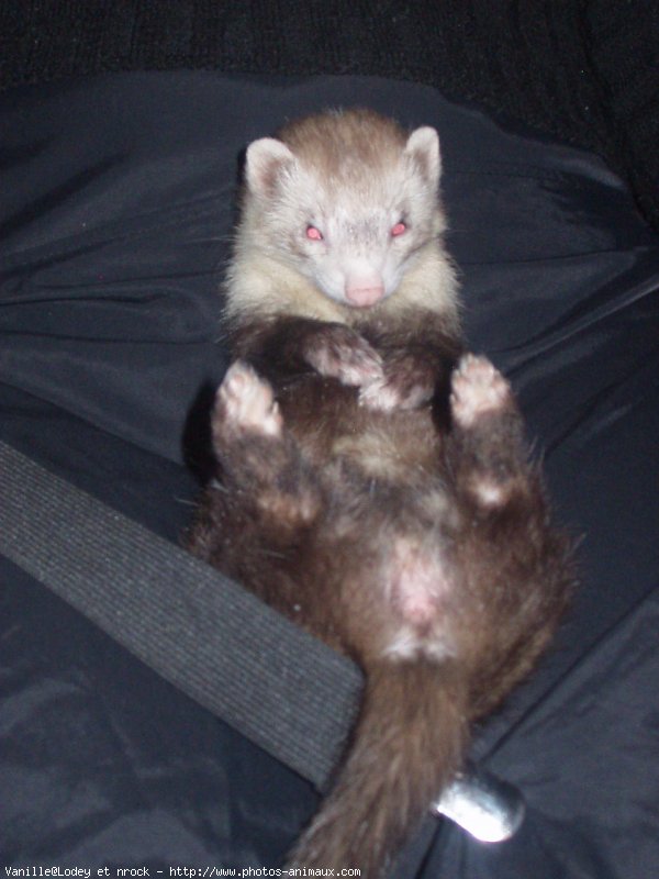 Photo de Furet