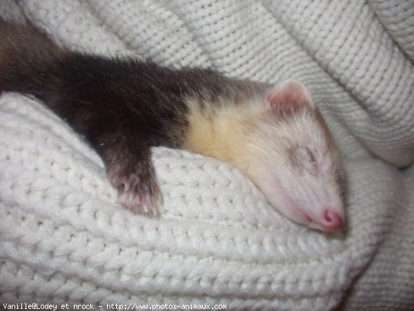 Photo de Furet