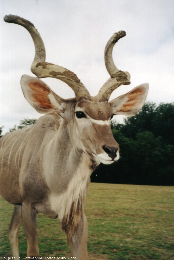 Photo d'Antilope