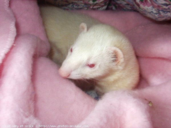 Photo de Furet