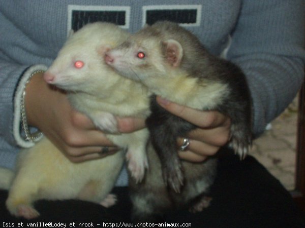 Photo de Furet