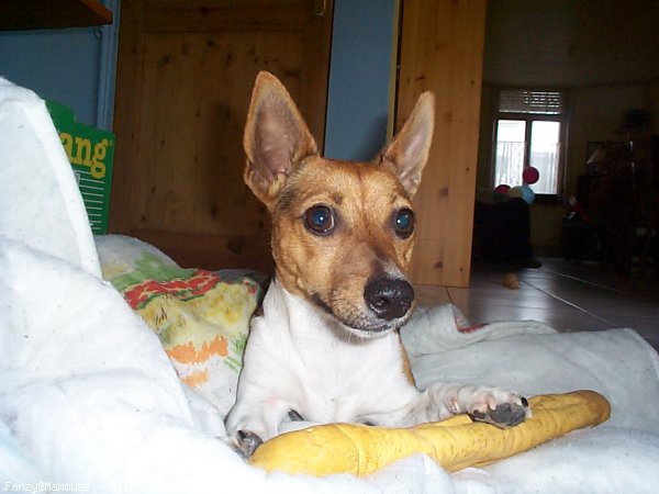 Photo de Jack russell terrier