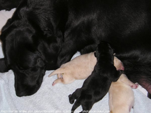 Photo de Labrador retriever