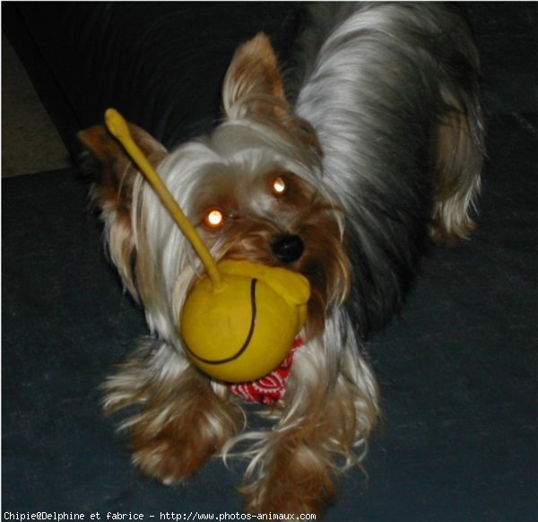 Photo de Yorkshire terrier