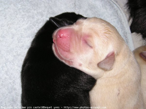 Photo de Labrador retriever