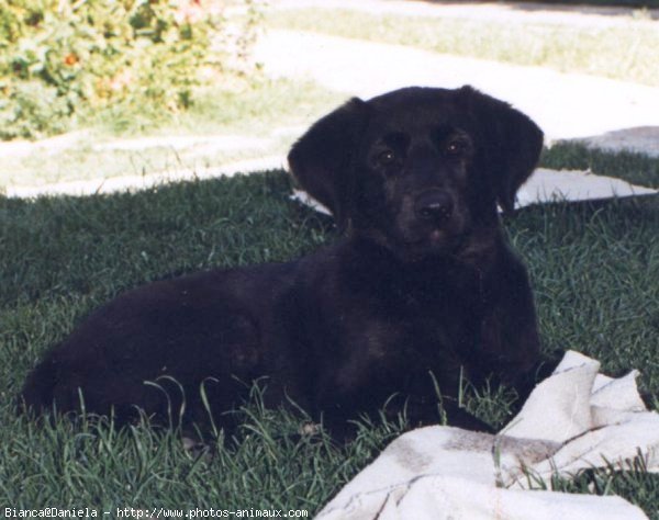 Photo de Labrador retriever