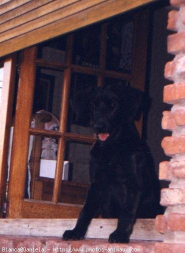 Photo de Labrador retriever