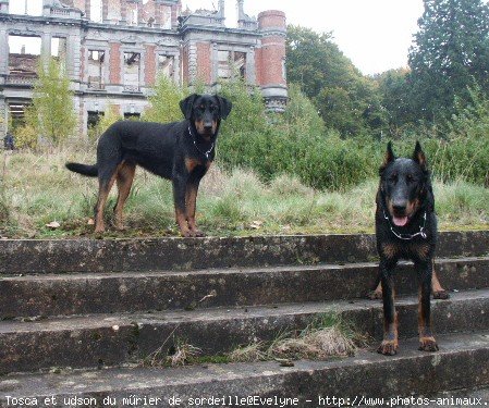 Photo de Berger de beauce