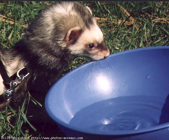 Photo de Furet