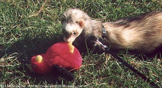 Photo de Furet