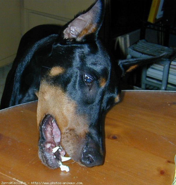 Photo de Dobermann