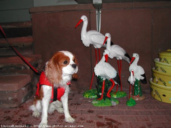 Photo de Cavalier king charles spaniel