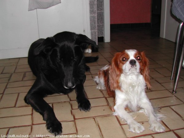 Photo de Cavalier king charles spaniel