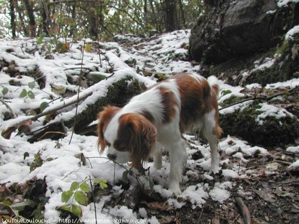 Photo de Cavalier king charles spaniel