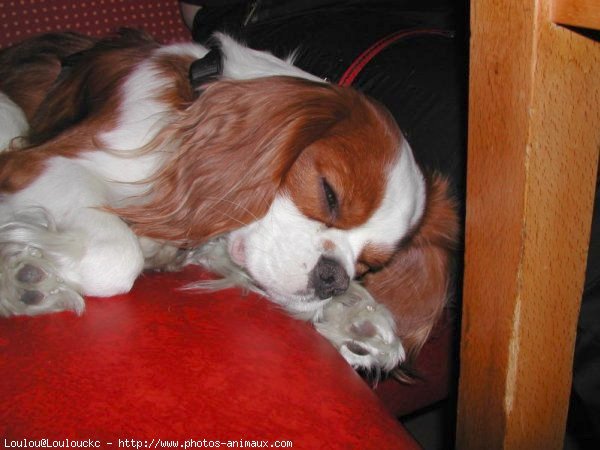 Photo de Cavalier king charles spaniel