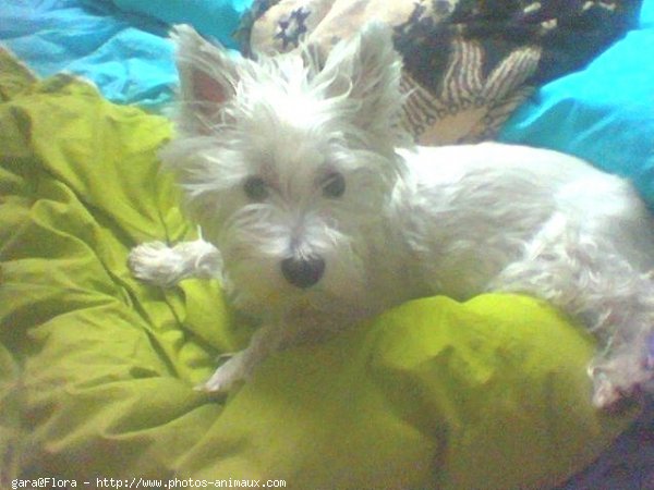 Photo de West highland white terrier