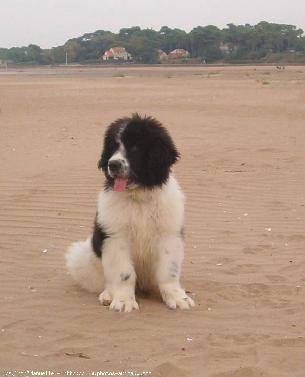 Photo de Landseer (type continental europen)